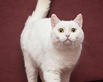 Кошки в Москве: Белая британская кошка ищет дом Девочка, Бесплатно - фото 1