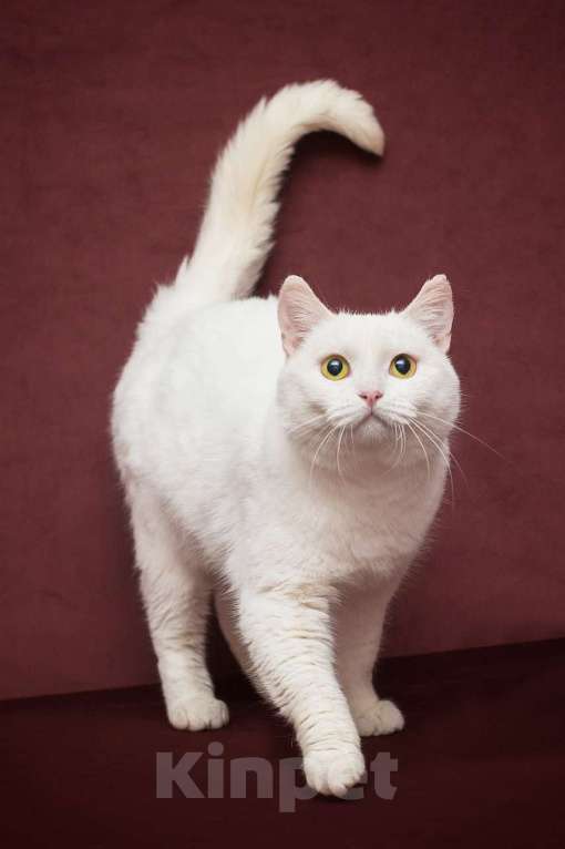 Кошки в Москве: Белая британская кошка ищет дом Девочка, Бесплатно - фото 1