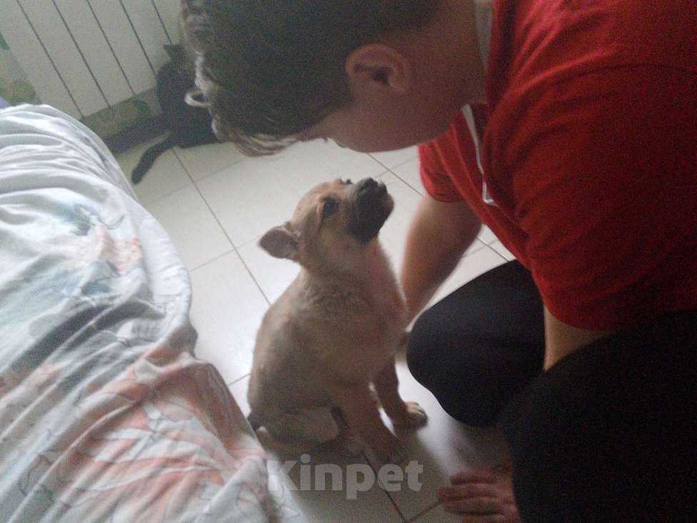 Собаки в Самаре: Отдаю в добрые руки щенка  Мальчик, Бесплатно - фото 2