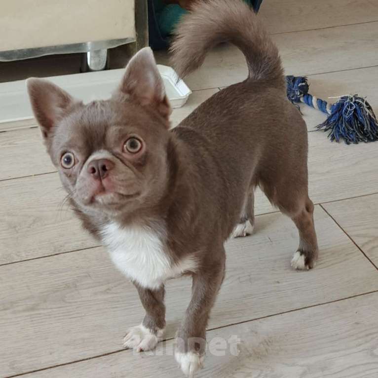 Собаки в Пензе: Чихуахуа вязка Мальчик, Бесплатно - фото 1