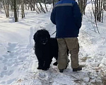 Собаки в Москве: Русский черный терьер в добрые руки Девочка, Бесплатно - фото 4