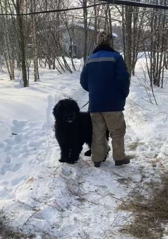 Собаки в Москве: Русский черный терьер в добрые руки Девочка, Бесплатно - фото 4