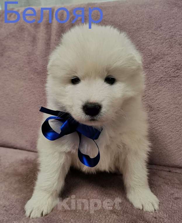 Собаки в Подольске: Щенки самоеда Мальчик, 50 000 руб. - фото 4