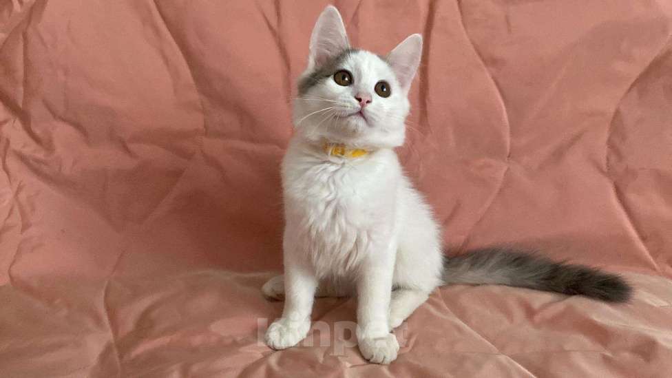Кошки в Серафиме: Котенок.2 5 месяца, Бесплатно - фото 1