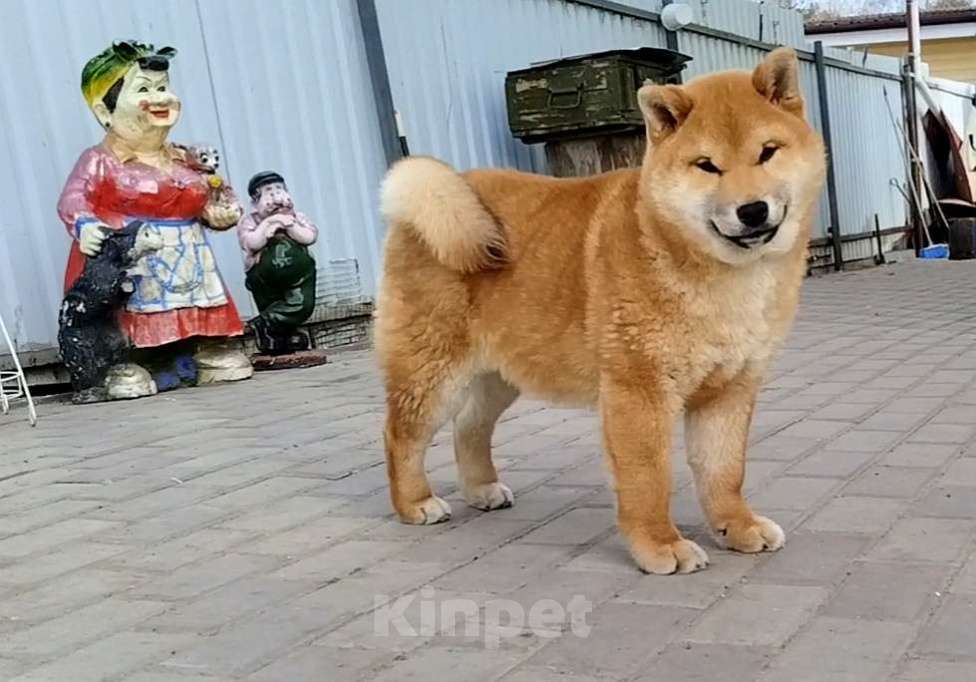 Собаки в Краснозаводске: Щенок Сиба Ину Мальчик, 55 000 руб. - фото 1