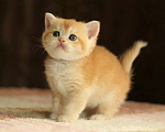 Кошки в Пятигорске: Шиншилла котёнок Девочка, 10 000 руб. - фото 1