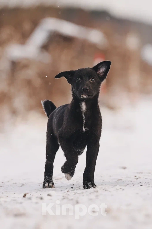 Собаки в Лосином-Петровском: Джемма малышка из Волгорада в мо Девочка, Бесплатно - фото 8