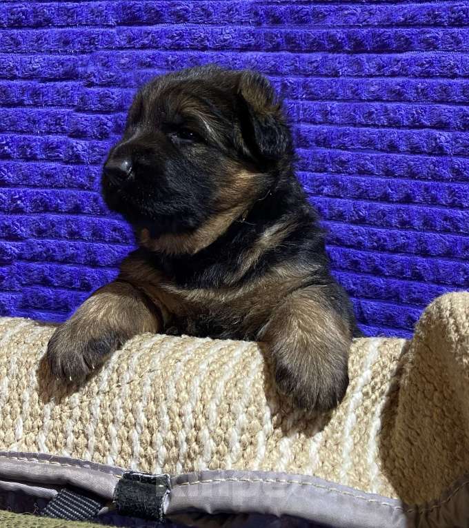 Собаки в Петрозаводске: Щенки немецкой овчарки от титулованных производителей. Разнополые, 80 000 руб. - фото 2