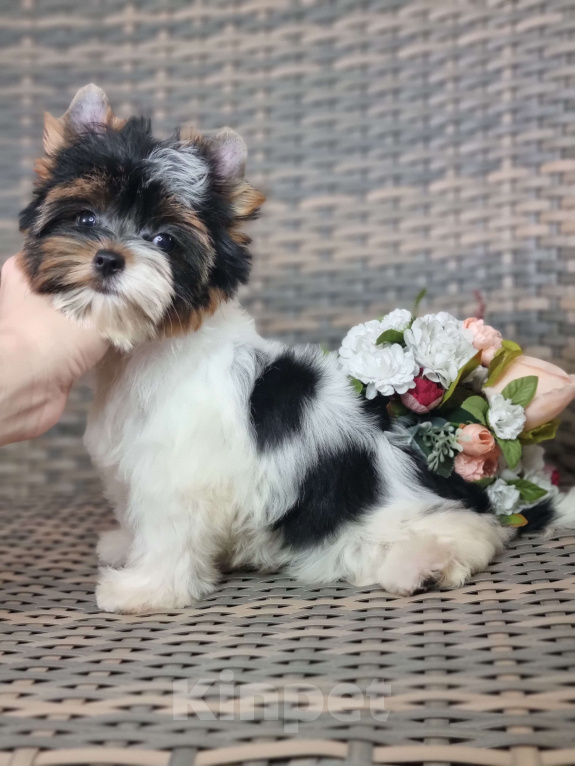 Собаки в Москве: Щенки Бивер терьера из питомника Девочка, Бесплатно - фото 2