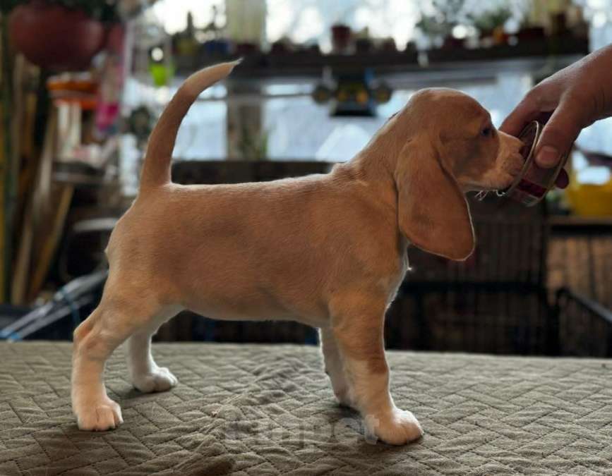 Собаки в других городах Московской области: Сука бигль Девочка, 60 000 руб. - фото 1