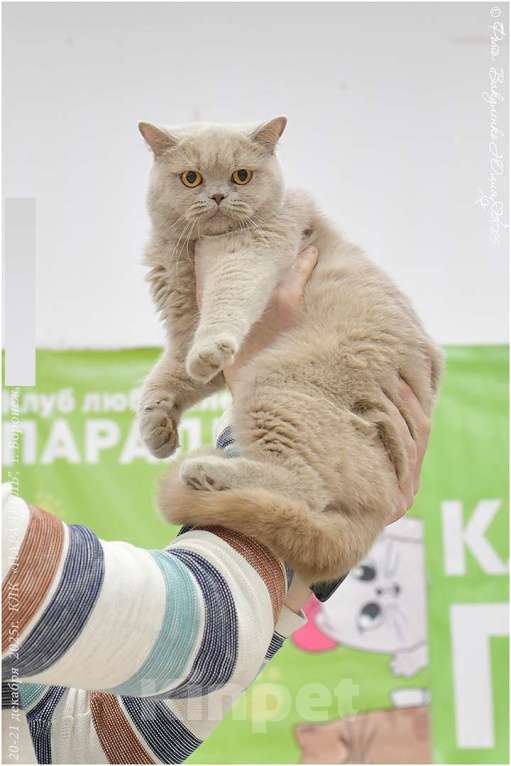Кошки в Воронеже: Лиловая британская девочка  Девочка, 60 000 руб. - фото 9