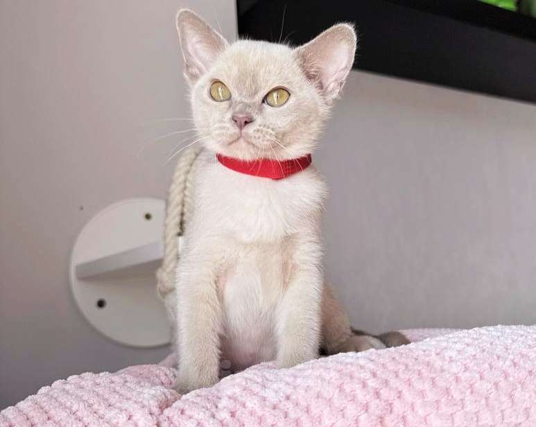 Кошки в других городах Краснодарского края: Котята Европейская Бурма Девочка, 80 000 руб. - фото 1