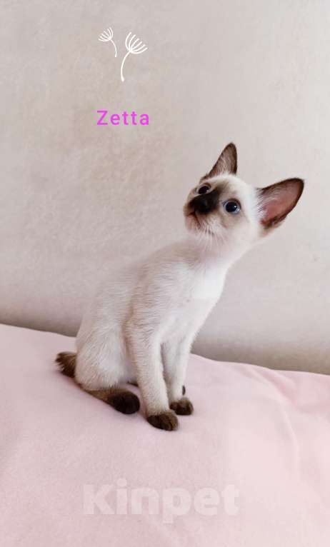 Кошки в Москве: Меконгский бобтейл , котенок  Девочка, 40 000 руб. - фото 7