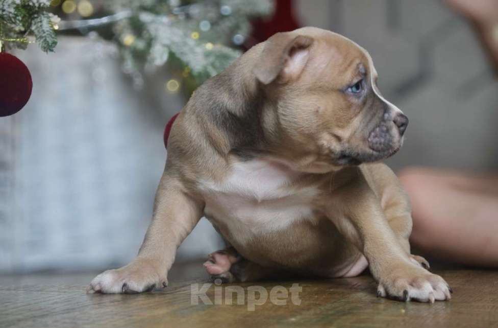 Собаки в Новосибирске: Щенки американского булли Девочка, 150 000 руб. - фото 4