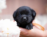 Собаки в Челябинске: Щенок лабрадора-ретривера 1 месяц, кобель.  Мальчик, 40 000 руб. - фото 3