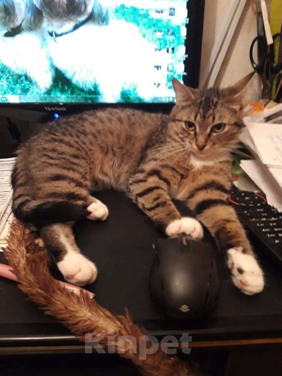 Кошки в Балашихе: Марселя в поиске дома Девочка, 100 руб. - фото 4