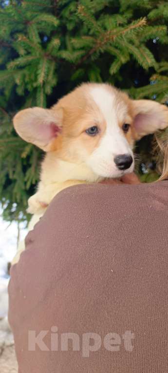 Собаки в Дмитрове: Корги щенки Девочка, 40 000 руб. - фото 3