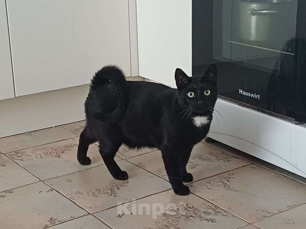 Кошки в Казани: Потерялся кот Салем Мальчик, 5 000 руб. - фото 1