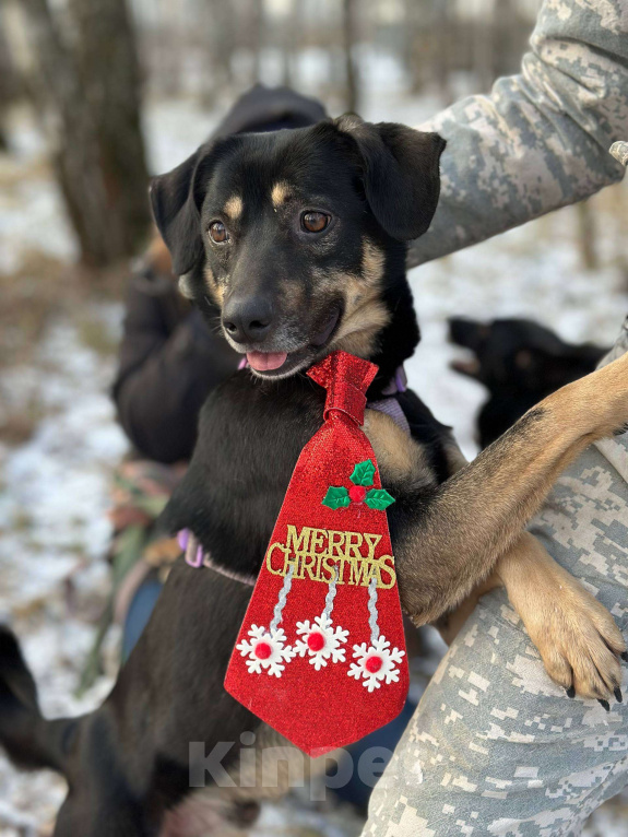 Собаки в Москве: Гарик Мальчик, Бесплатно - фото 6
