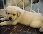 Собаки в Раменском: Лабрадор щенок кобель Мальчик, 120 000 руб. - фото 2