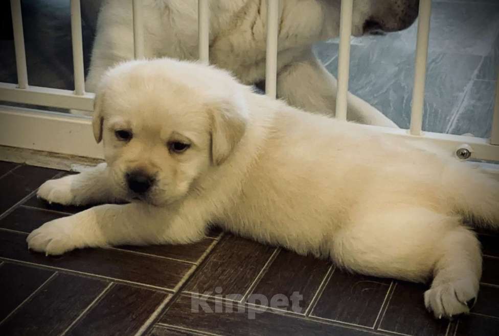 Собаки в Раменском: Лабрадор щенок кобель Мальчик, 120 000 руб. - фото 2