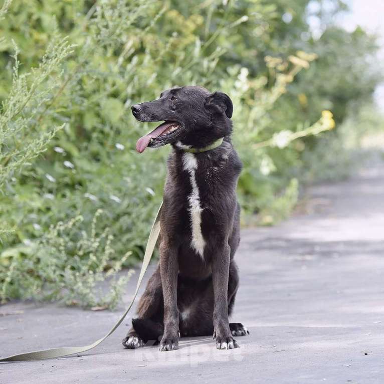 Собаки в Москве: Берта Девочка, Бесплатно - фото 5
