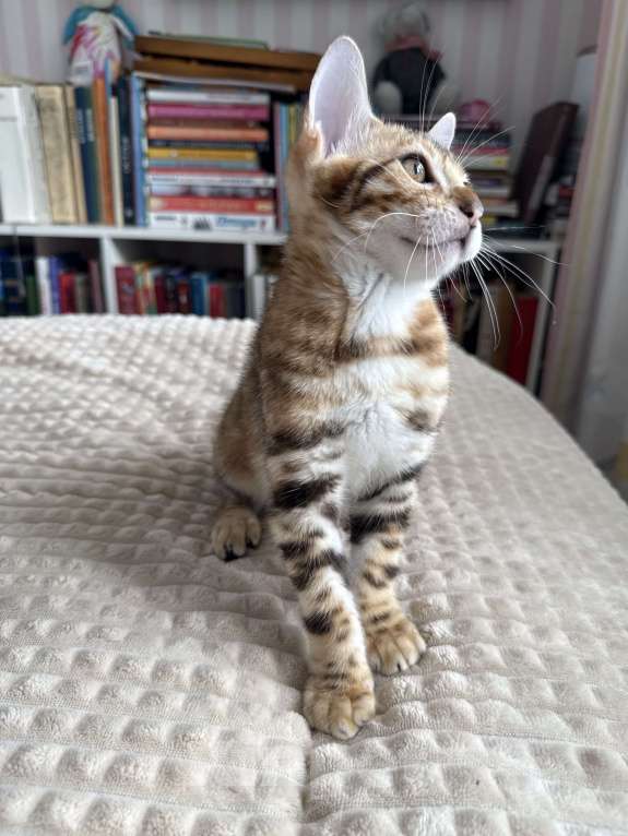 Кошки в Пскове: Гарфильд Мальчик, 45 000 руб. - фото 9