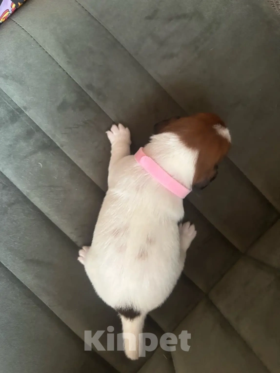 Собаки в Звенигороде: Щенок девочка Джек Рассел терьер Девочка, 25 000 руб. - фото 1