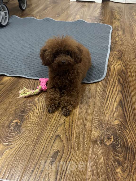 Собаки в Ейске: Продаю щенков Тедди пудель, импорт Китай🇨🇳, девочка 9 месяцев, мальчик 11 месяцев Девочка, 200 000 руб. - фото 4