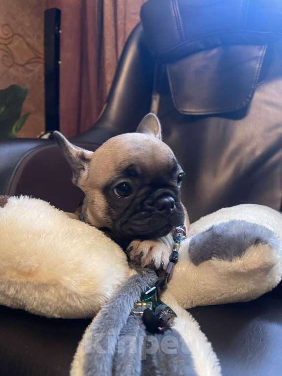 Собаки в Москве: Продаются щенки французкого бульдога Мальчик, 50 руб. - фото 6