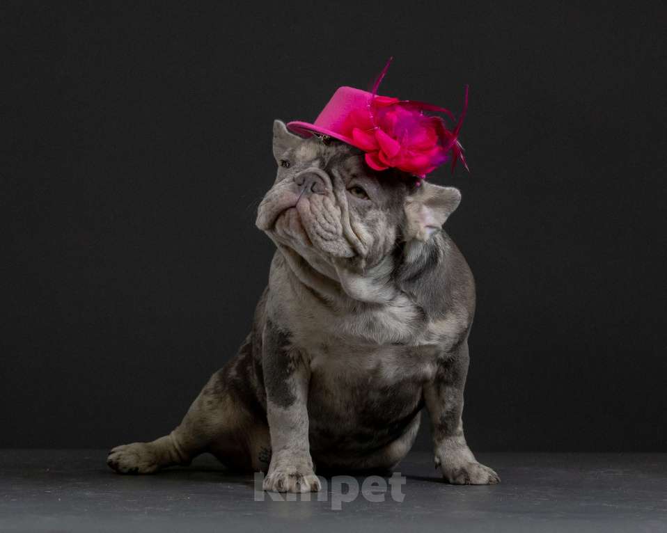 Собаки в Брянске: Пеппа Девочка, 100 000 руб. - фото 1