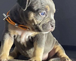 Собаки в Москве: Американские булли покет Девочка, Бесплатно - фото 6