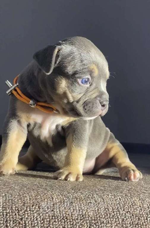 Собаки в Москве: Американские булли покет Девочка, Бесплатно - фото 6