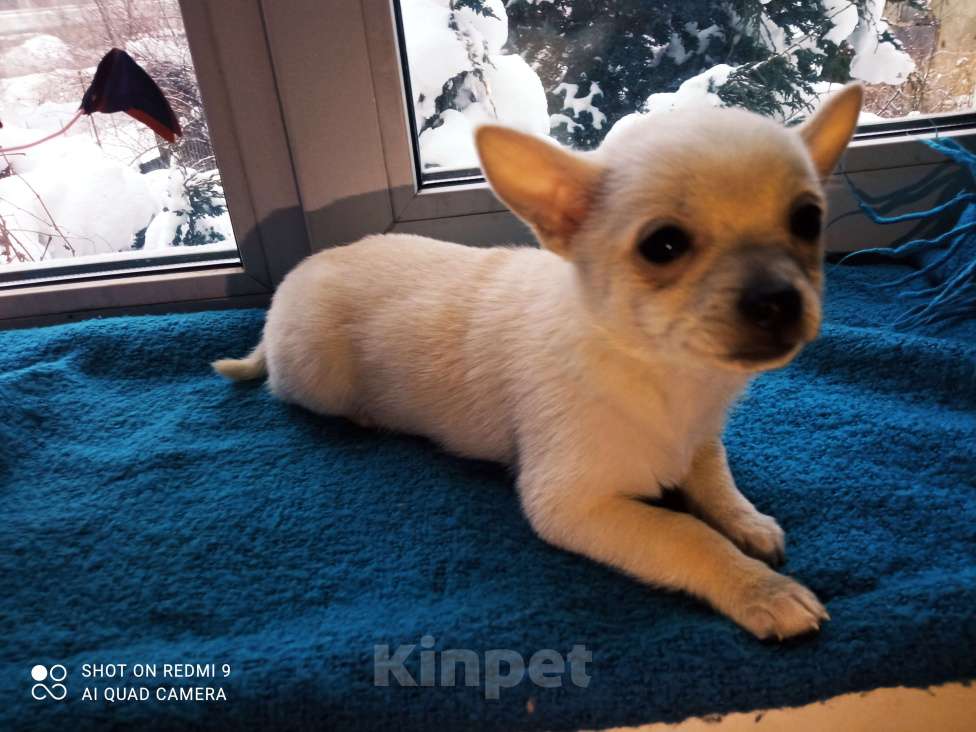 Собаки в других городах Московской области: Марсель  Мальчик, 12 000 руб. - фото 2