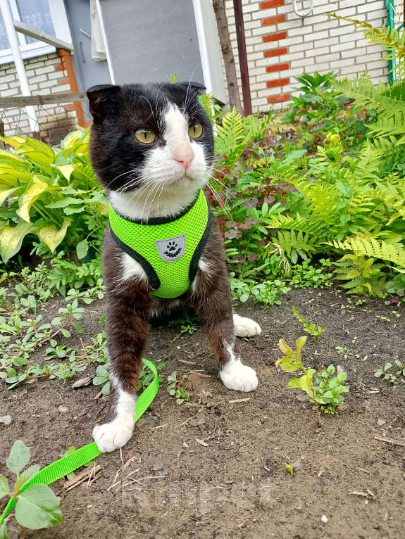 Кошки в Тамбове: Феликс  Мальчик, Бесплатно - фото 3