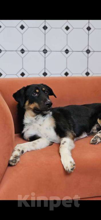 Собаки в Солнечногорске: Отдам в добрые руки Мальчик, Бесплатно - фото 2