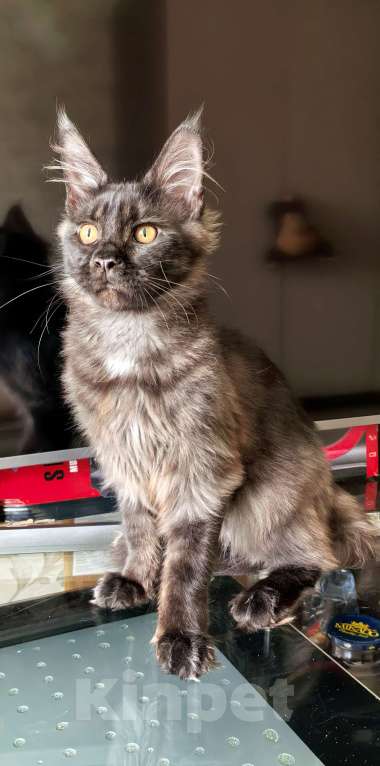 Кошки в Краснодаре: Котята Мейн-кун Разнополые, 35 000 руб. - фото 9