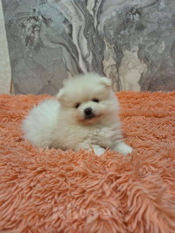 Собаки в Воронеже: Щенки шпица Мальчик, 25 000 руб. - фото 2