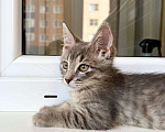 Кошки в Москве: Трогательный котенок Крендель в добрые руки Мальчик, Бесплатно - фото 7