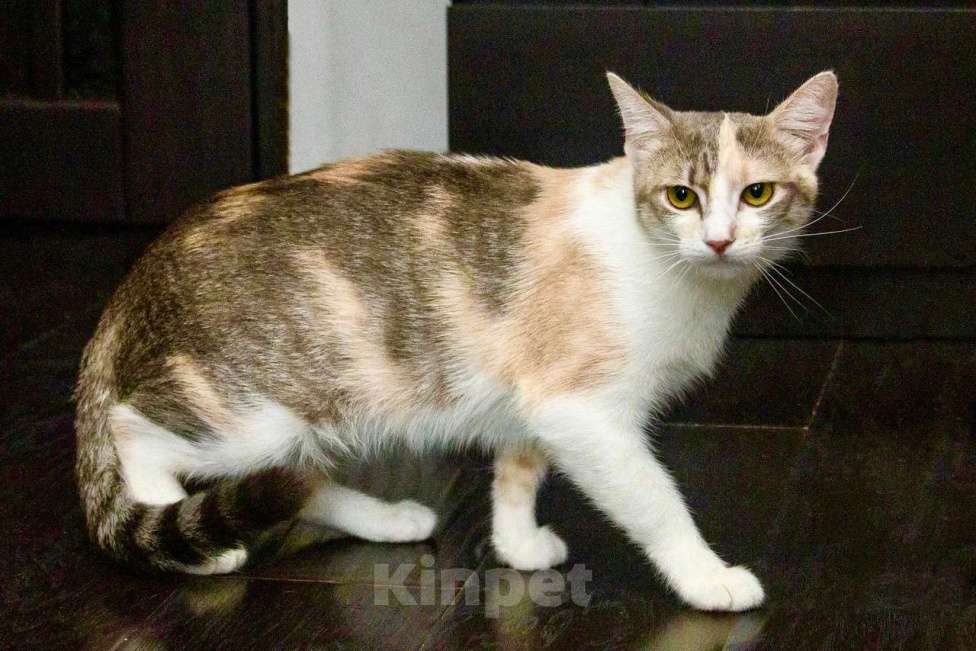 Кошки в Москве: Трехцветная кошка Изюминка в добрые руки Девочка, Бесплатно - фото 2