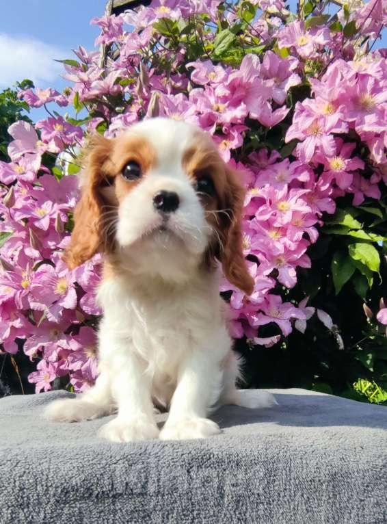 Собаки в Санкт-Петербурге: Красивая девочка кавалер Кинг Чарльз спаниель  Девочка, 140 000 руб. - фото 5