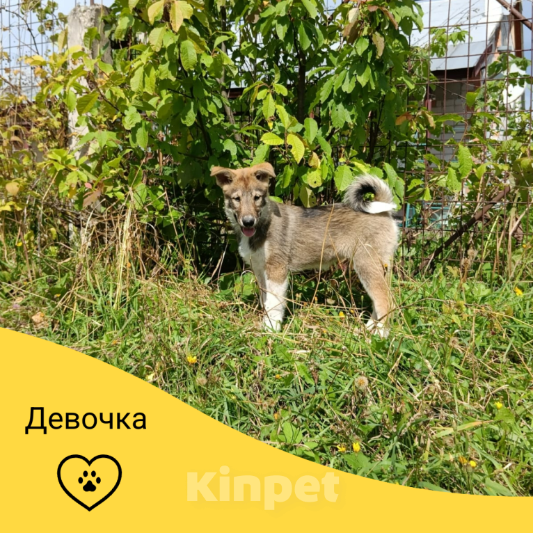 Собаки в других городах Башкортостана: Щенок западносибирской лайки девока Девочка, Бесплатно - фото 1
