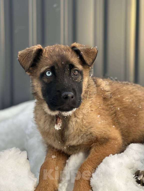 Собаки в Ногинске: Шаловливый щенок хорошему хозяину Девочка, Бесплатно - фото 2