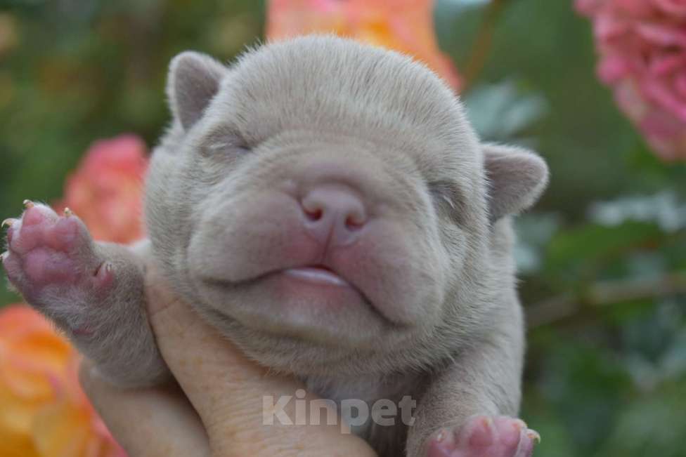 Собаки в Москве: Американский булли щенки  Мальчик, 100 000 руб. - фото 3