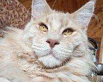 Кошки в Мичуринске: Мейнкун на вязку.Котятки полидакты и классики, 10 000 руб. - фото 3