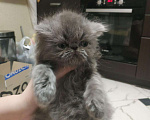 Кошки в Сельце: Голубой персидский котёнок, 24 998 руб. - фото 4