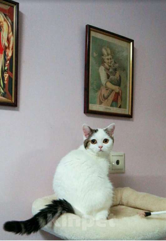 Кошки в Москве: Шотландская белоснежка  Девочка, 15 000 руб. - фото 2