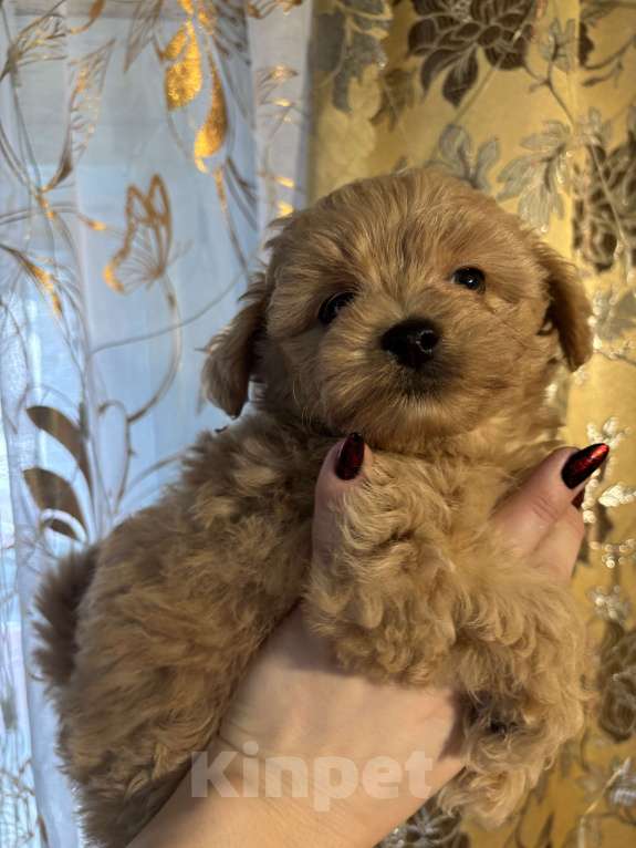 Собаки в Брянске: Девочка Королева Девочка, 150 000 руб. - фото 4