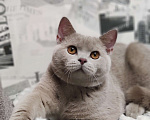 Кошки в Москве: Британский лиловый мальчик 7 мес. Мальчик, 15 000 руб. - фото 1
