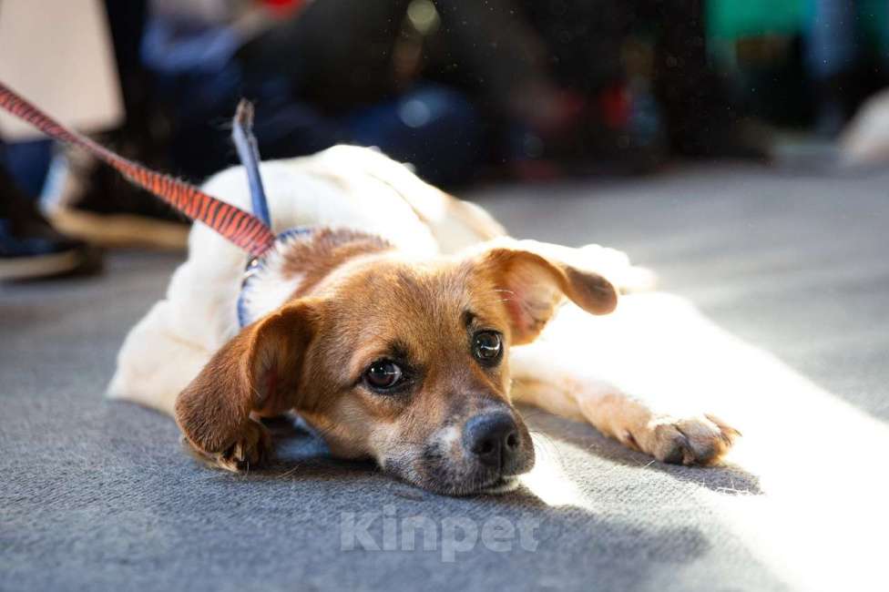 Собаки в Санкт-Петербурге: Маленькая хрупкая собачка, 9 кг Девочка, Бесплатно - фото 3